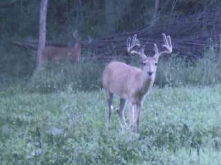 Trophy Whitetail Deer Trophy Whitetail Deer in Food Plot